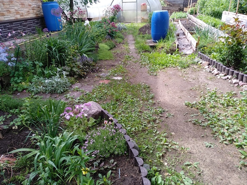 На фото видны участки с сорняками
