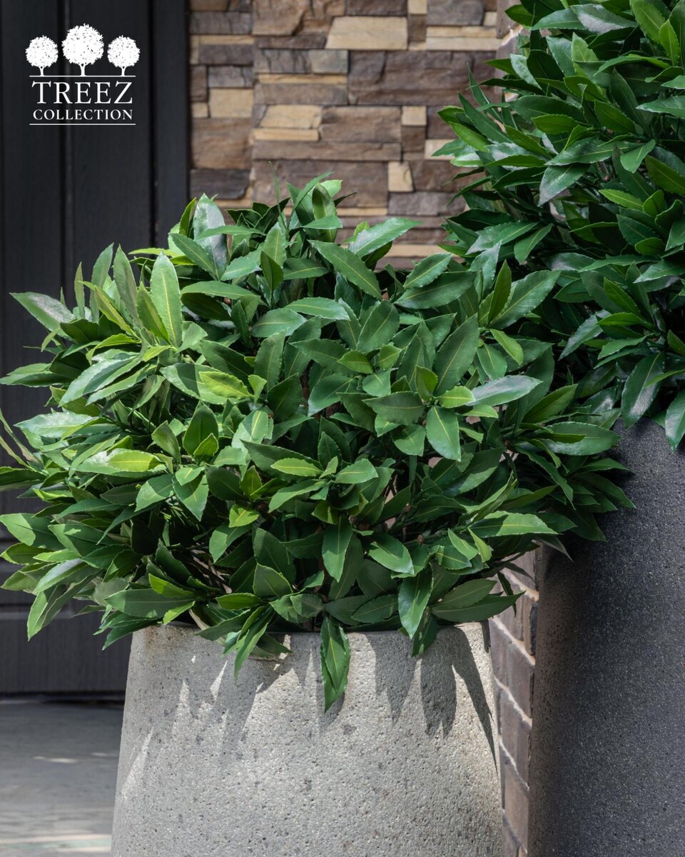 Кашпо и растения TREEZ Collection