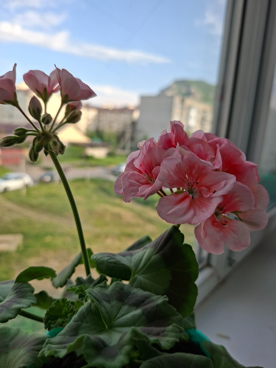Моя пеларгония из Арзыза