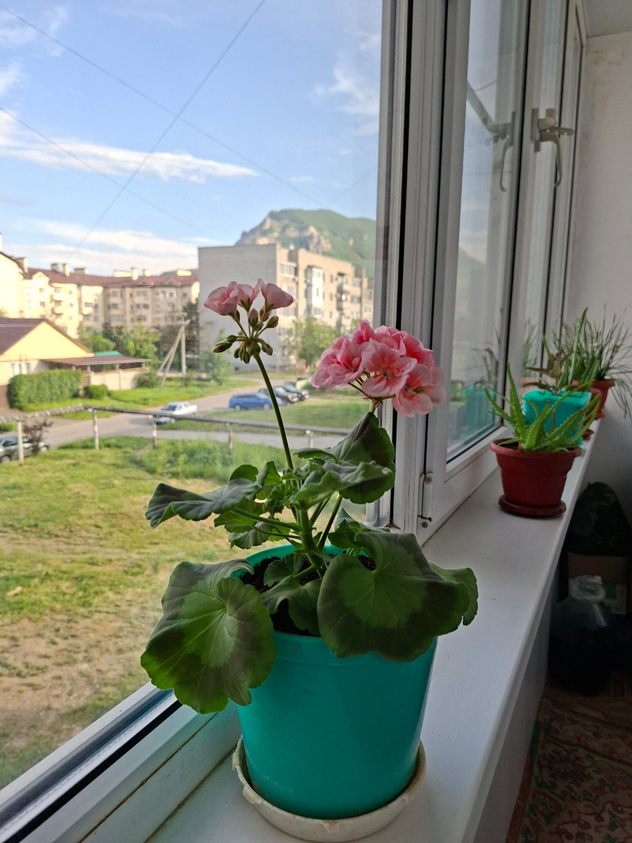 Пеларгония 