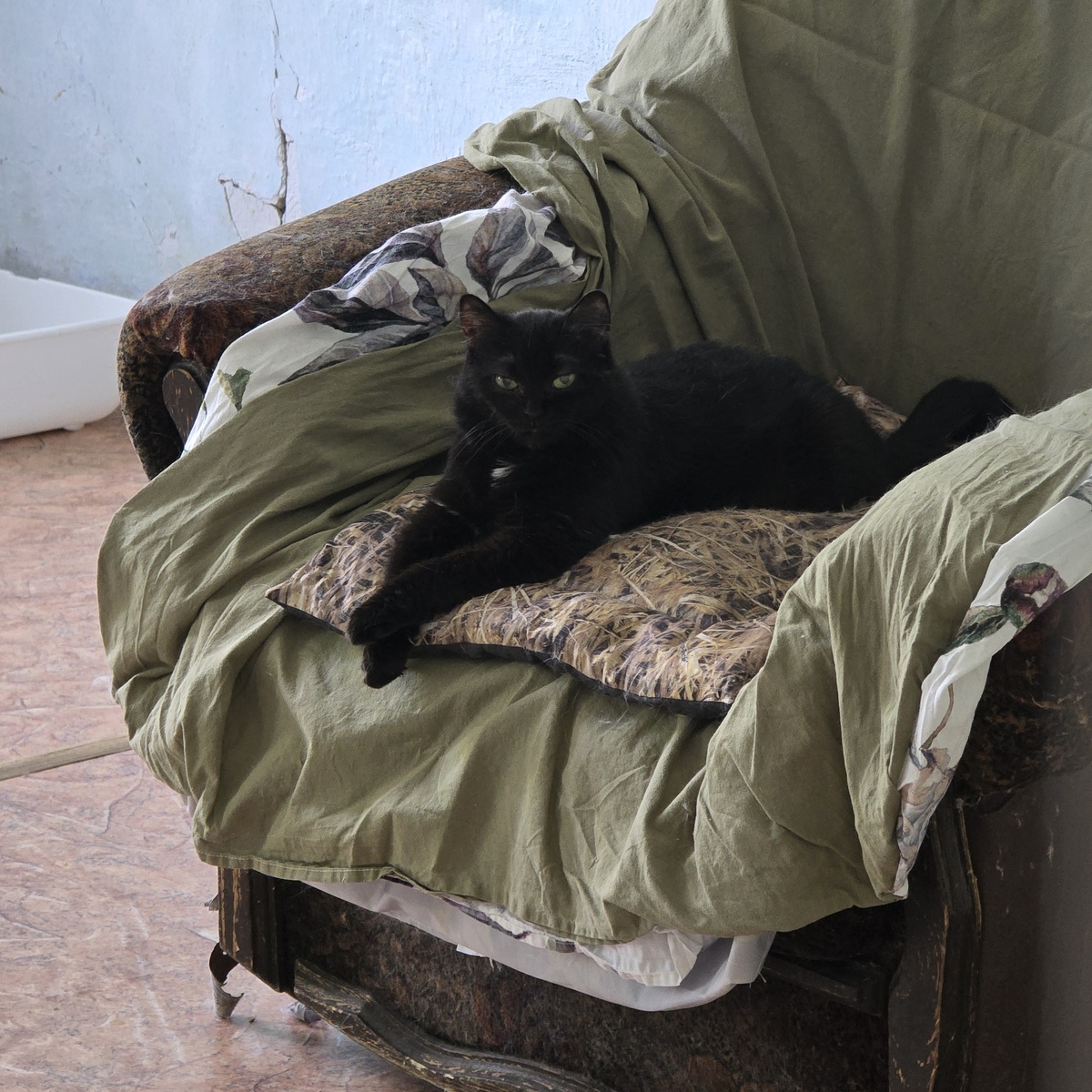 Сима в гнезде, чёрная кроха
