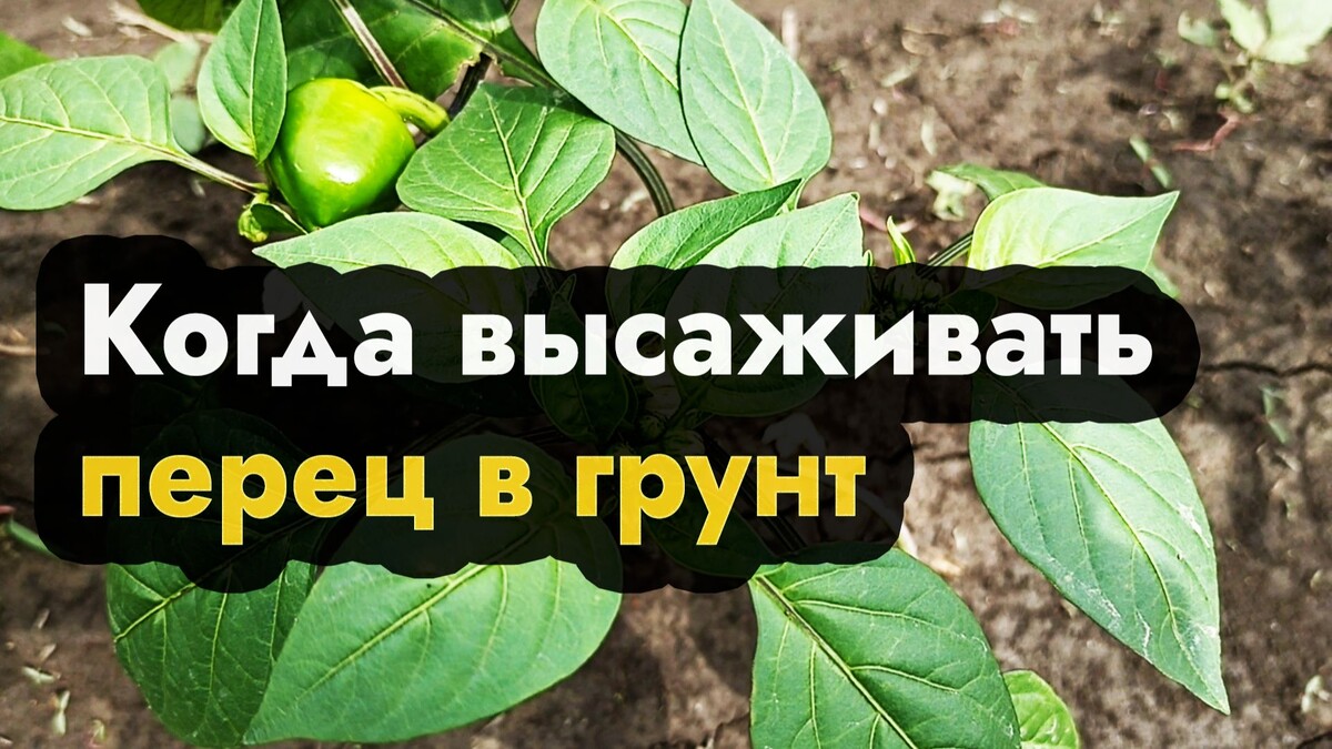 амурской огород