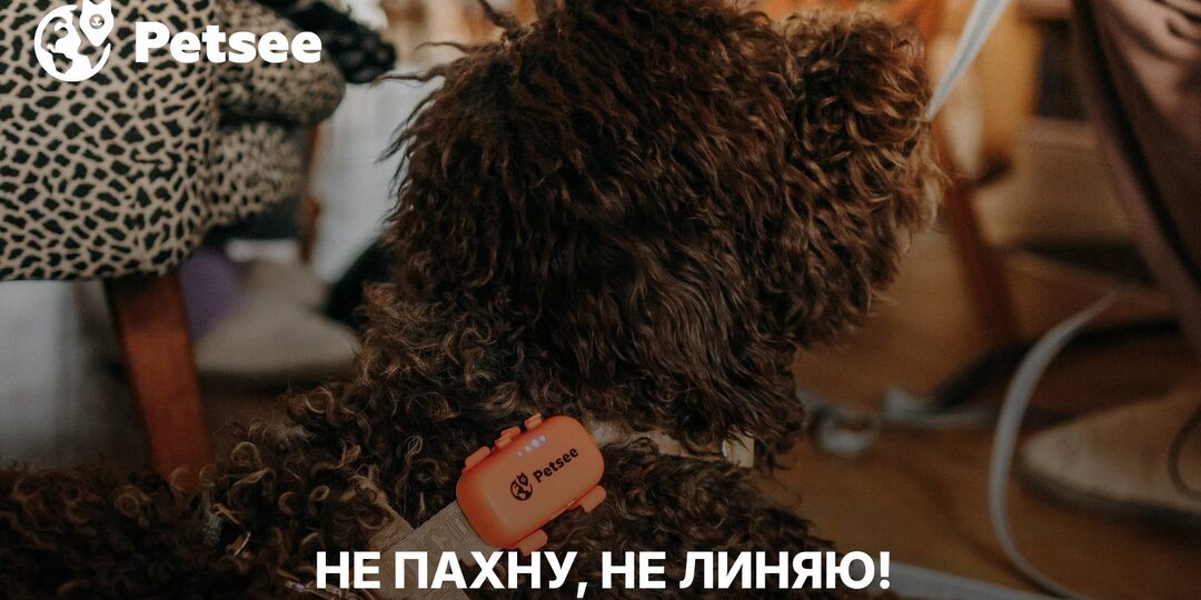10 пород собак, которые не пахнут псиной