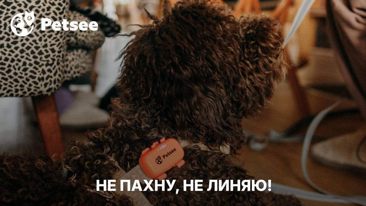 10 пород собак, которые не пахнут псиной
