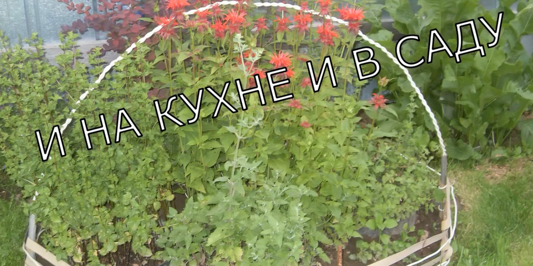 12 пряных, цветущих многолетников для чаепития и не только.