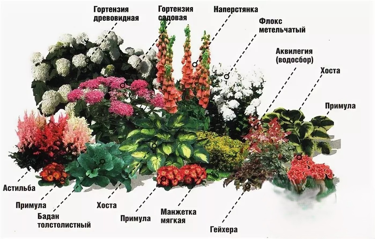 Как создать непрерывно цветущую клумбу по схеме «весна-лето-осень»?