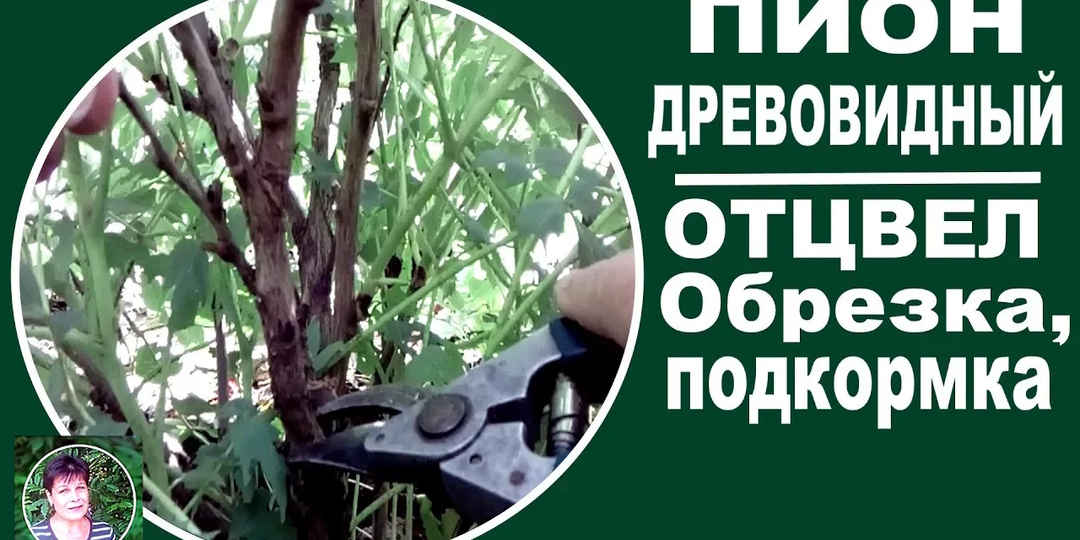 Как обрезать древовидный пион после цветения, чтобы куст не загущался и чем его подкормить