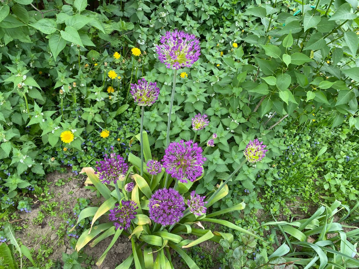 Лук Перпл Сенсейшн (Purple Sensation), фото автора