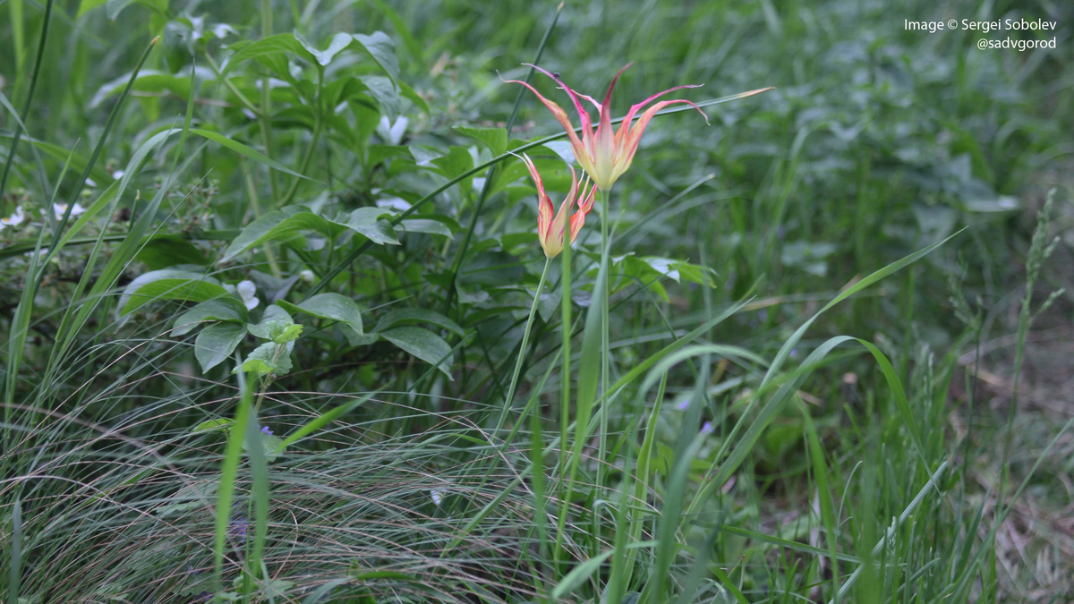 Дольше прочих в этом году продержались Tulipa acuminata.