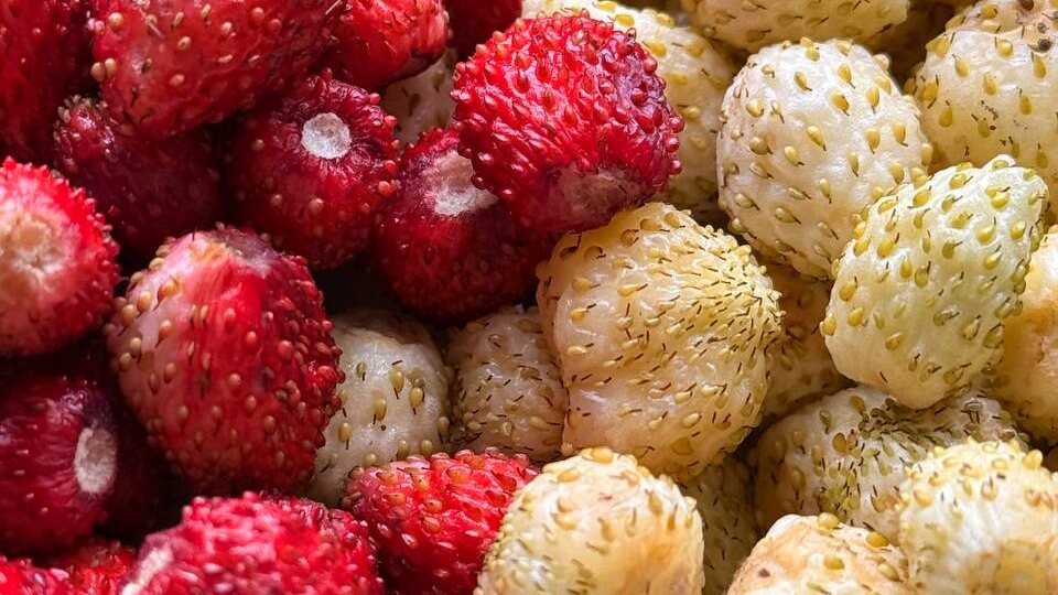 🍓 Красная vs Белая земляника: Фруктовый обман или райское лакомство?