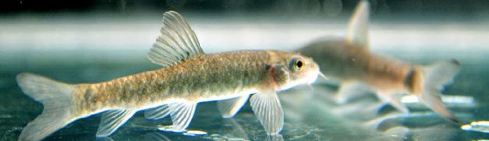 Garra rufa