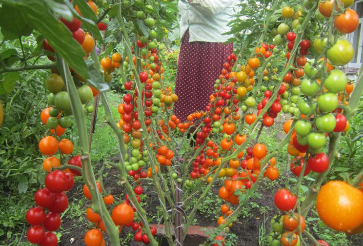 🍅 Один или два? Томаты в 2 ствола или 2 томата в одной лунке? Как лучше выращивать томаты для большого урожая?