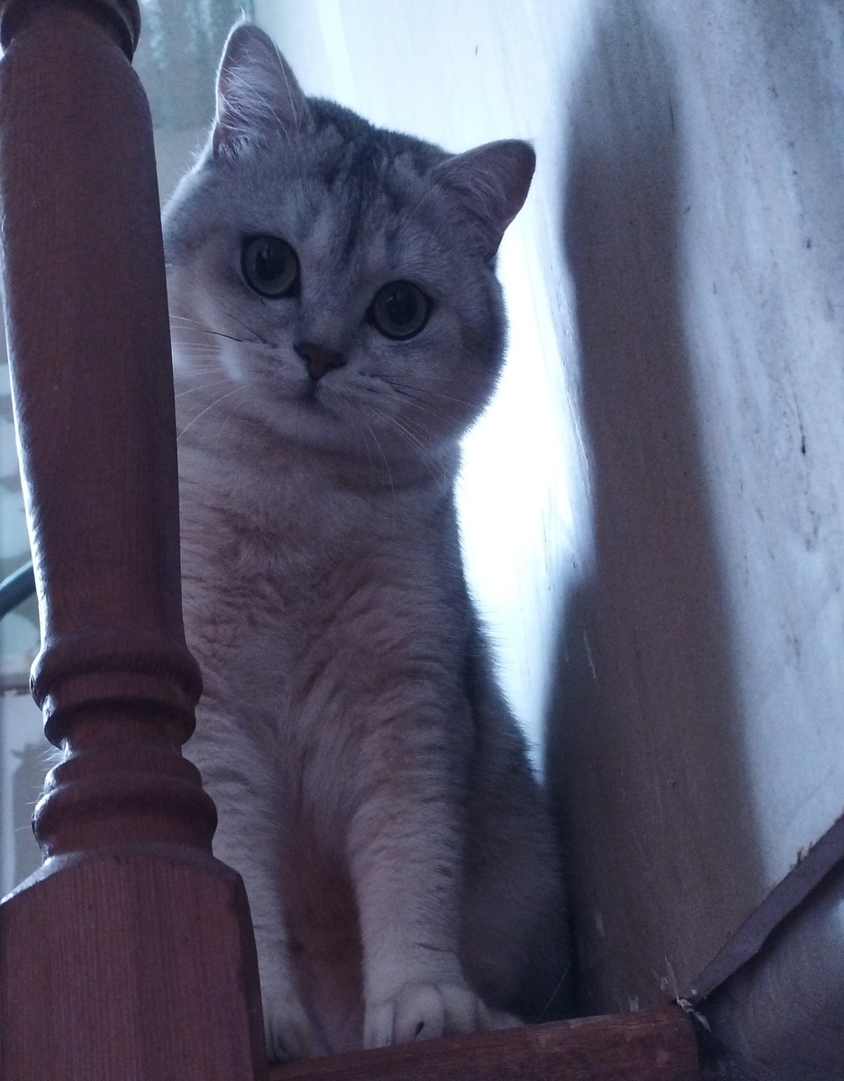 Отобрали обойку 😿