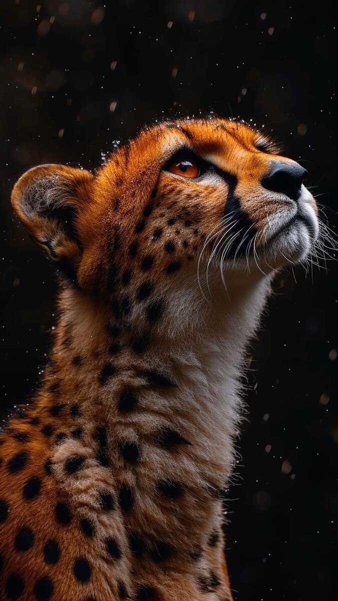 ГЕПАРДЫ ( ACINONYX JUBATUS) 