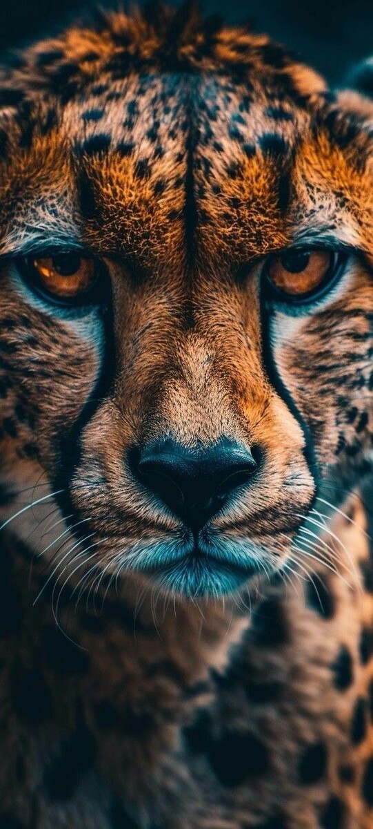 ГЕПАРДЫ (ACINONYX JUBATUS