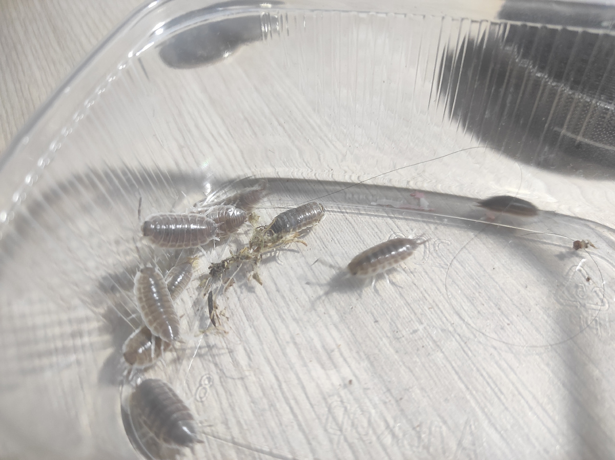 Улов возле дома. Protracheonicus sp. Хотелось бы их побольше, но погода пока не позволяет.