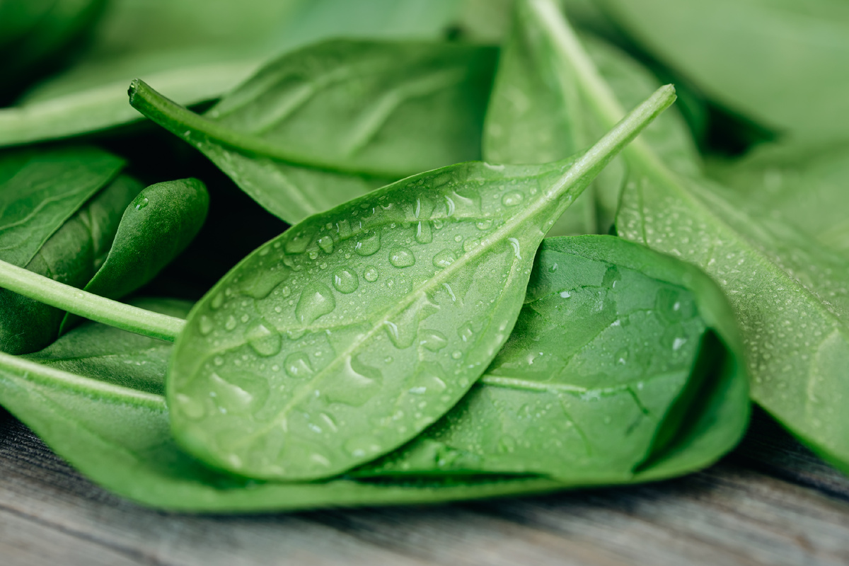 <a href="https://www.magnific.com/ru/free-photo/wet-fresh-green-baby-spinach-leaves-wooden-background_37623359.htm#fromView=search&page=1&position=3&uuid=d56a591d-177e-4e58-bbcc-030a059f448a&query=%D1%88%D0%BF%D0%B8%D0%BD%D0%B0%D1%82">Изображение от pvproductions на Magnific</a>