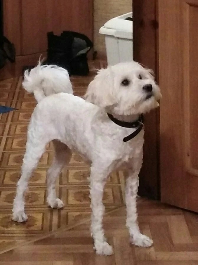 Жулька