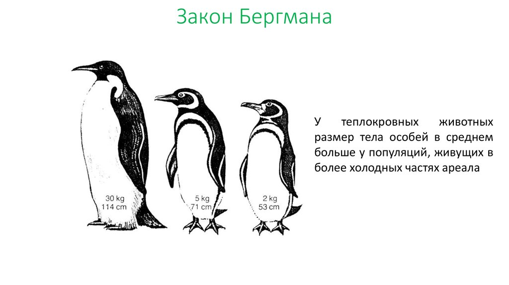 Императорский пингвин (Антарктида) имеет рост до 114 см. Галапагосский пингвин (на экваторе) — крошечный, всего около 53 см в высоту .рисунок из сети интернет