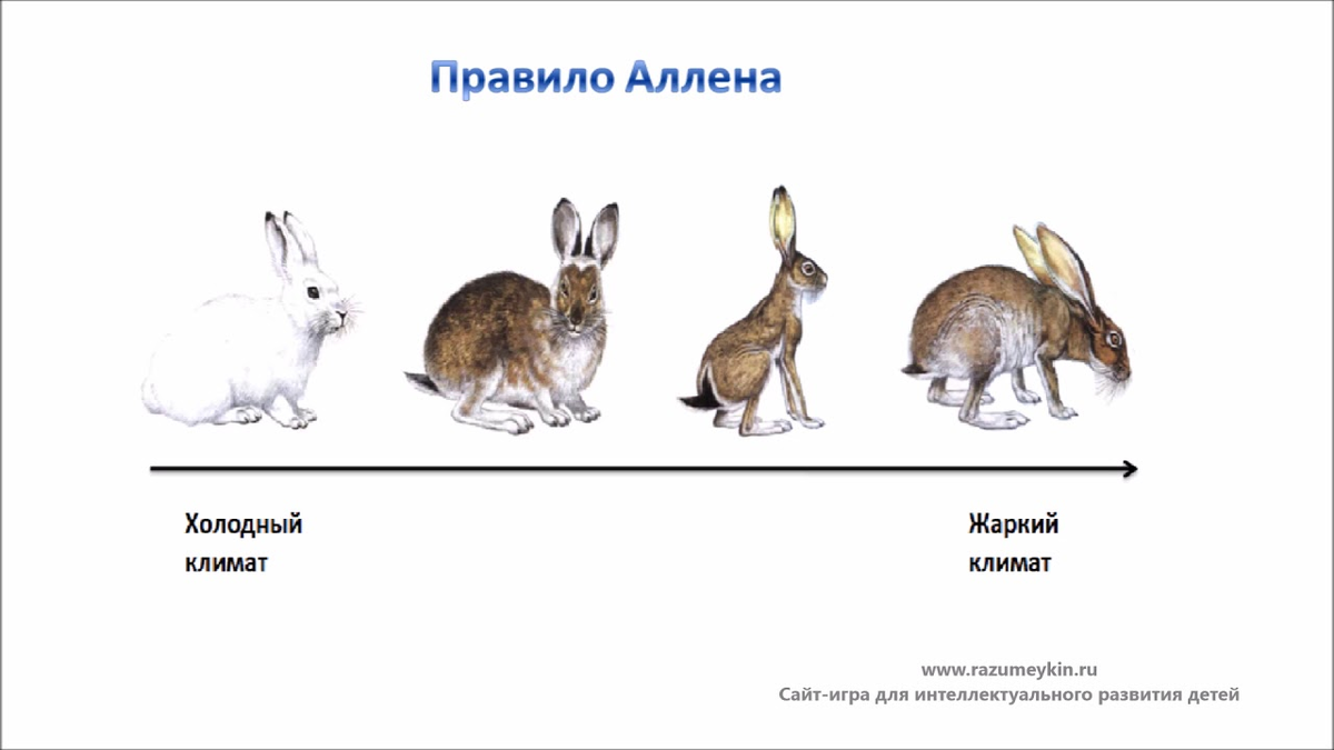 Полярный заяц (арктический беляк) имеет относительно короткие уши, а русак или пустынный американский заяц — очень длинные Источник сеть Интернет