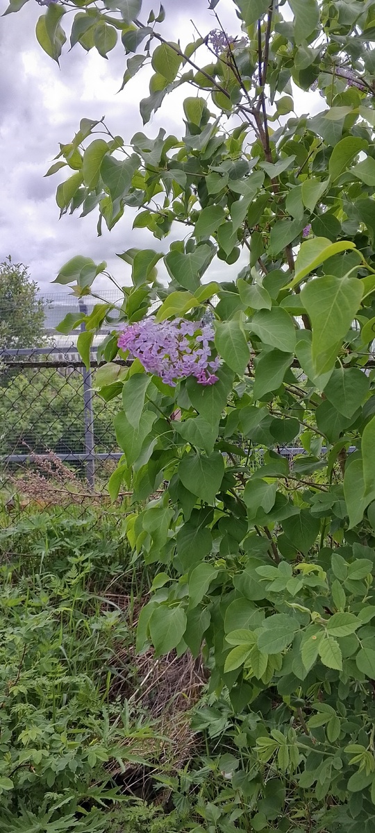 Обычная сирень в зади дома 🌸 