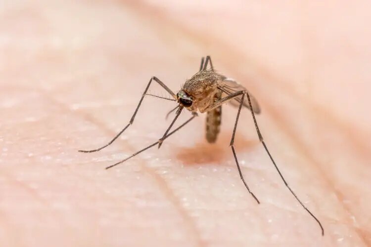    Источник: scientificrussia.ru Иван Гаврилов