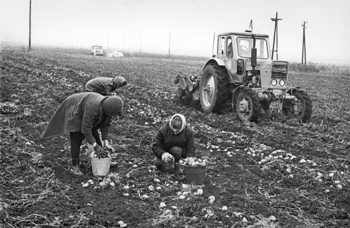 Перед первым курсом- все в колхозы. 1981 г.