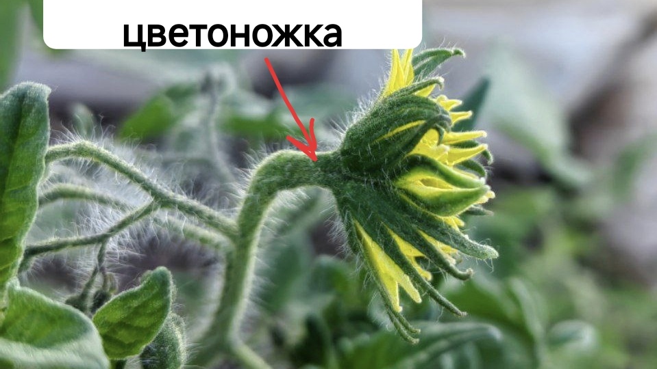 Махровые цветки на томатах