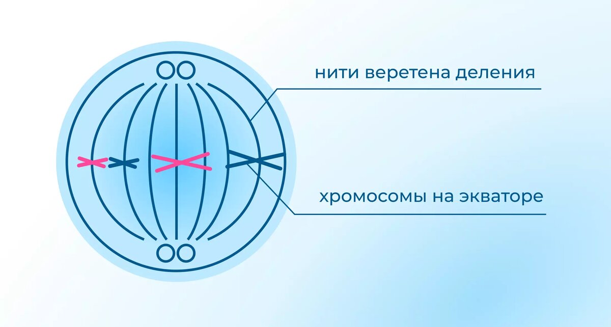 Строение веретена деления