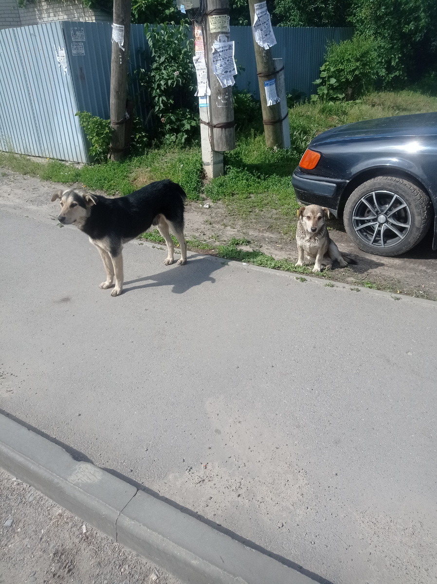 По дороге встречаю вот таких друзей