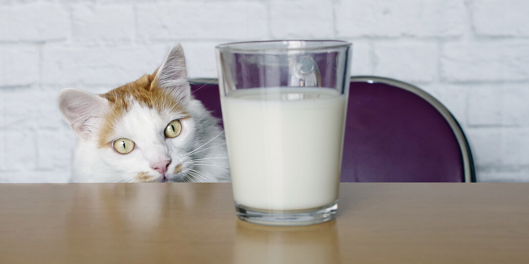 🥛Можно ли кошкам молоко? Объясняет кот