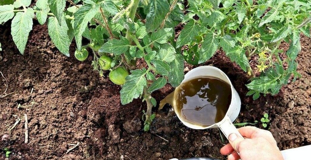 Первая подкормка помидор после высадки в грунт на огород. Не пропустите..