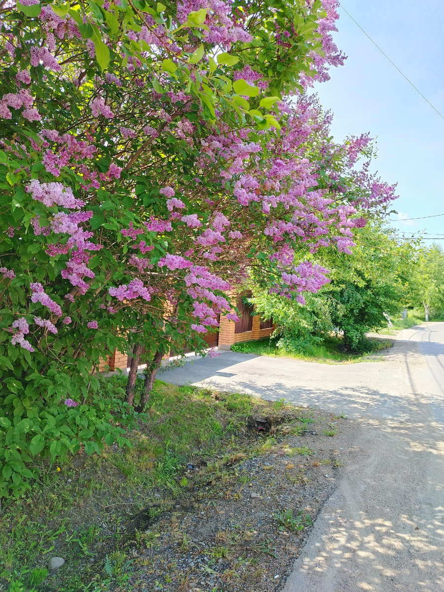 Фото автора. Сиреневая красота💜 