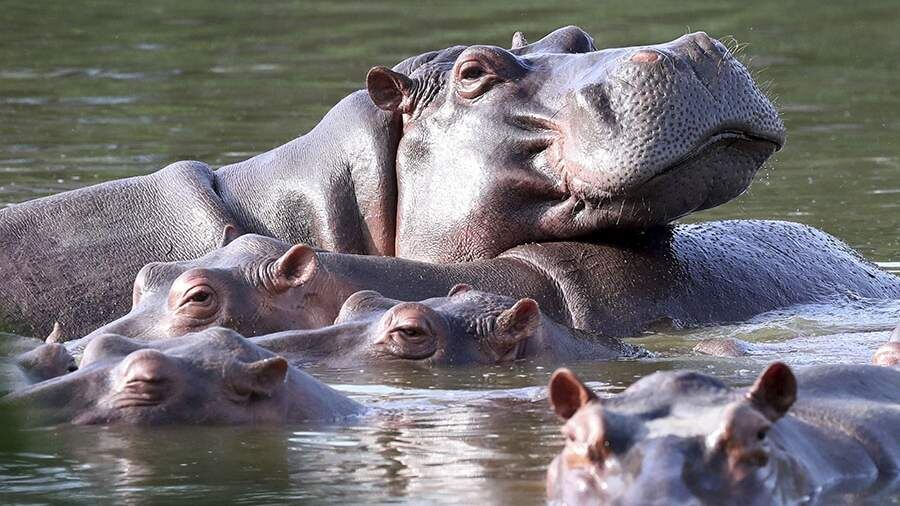    Фото: TASS/AP/Fernando Vergara