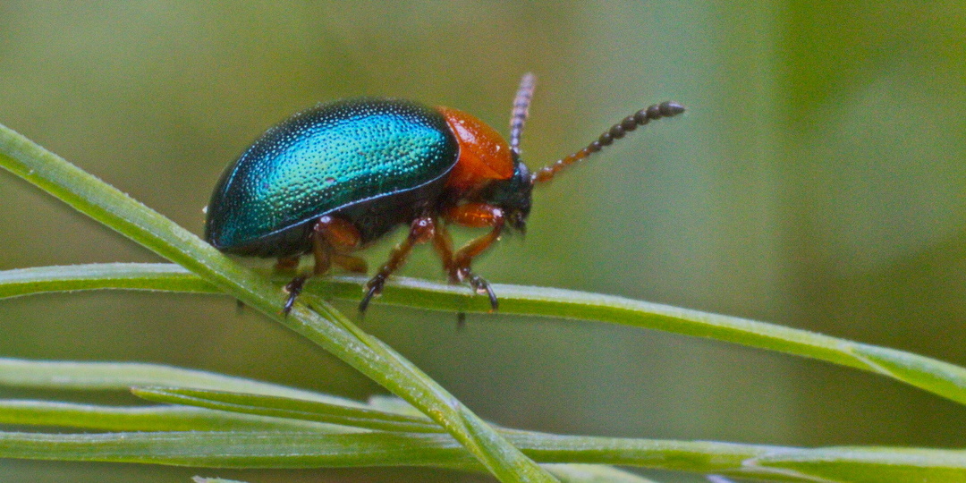 Листоед гречишный (Gastrophysa polygoni): Маленький жук с большим аппетитом