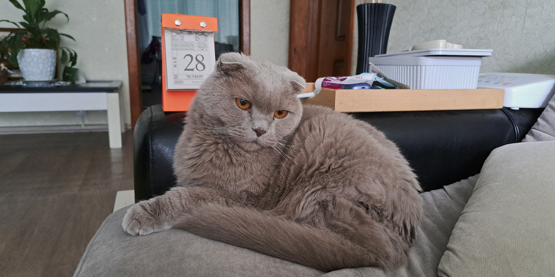 Что с котом? Что оторвалось у машины? Всё на мою бедную голову