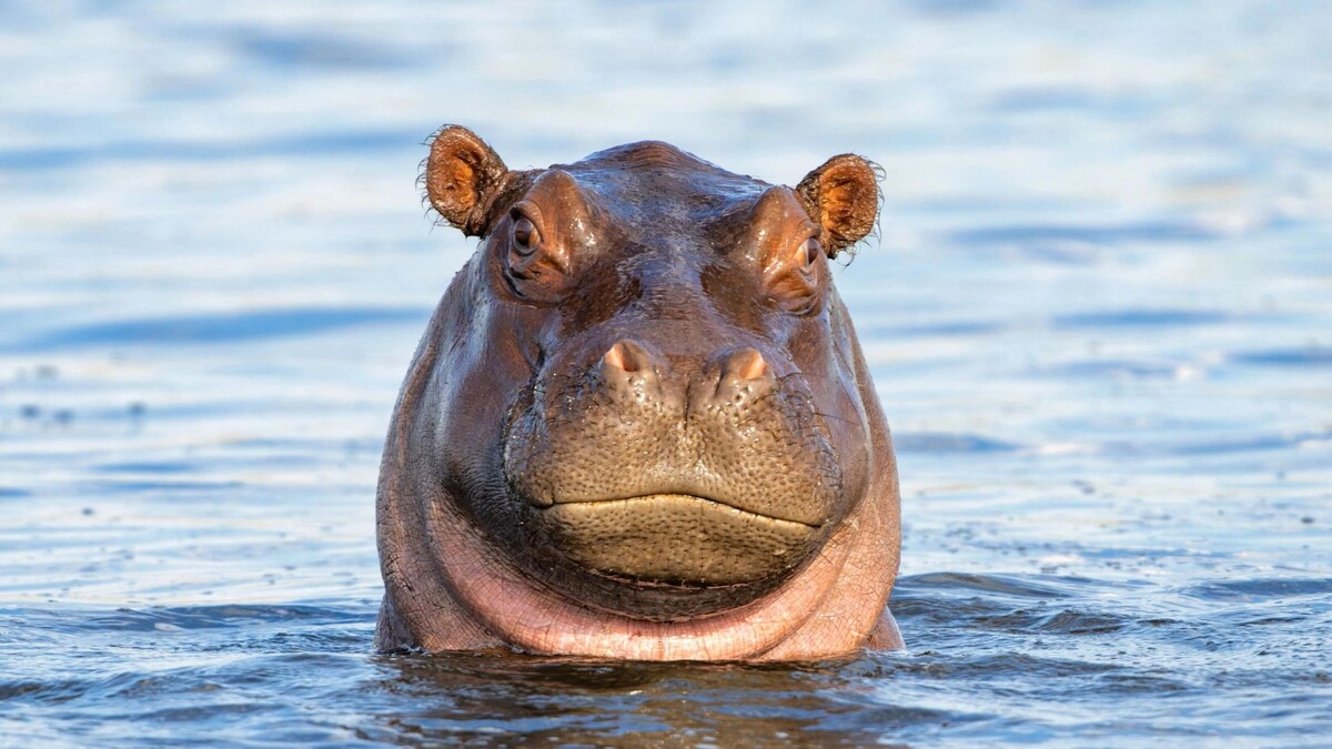    Фото: Henk Bogaard/Shutterstock/Fotodom