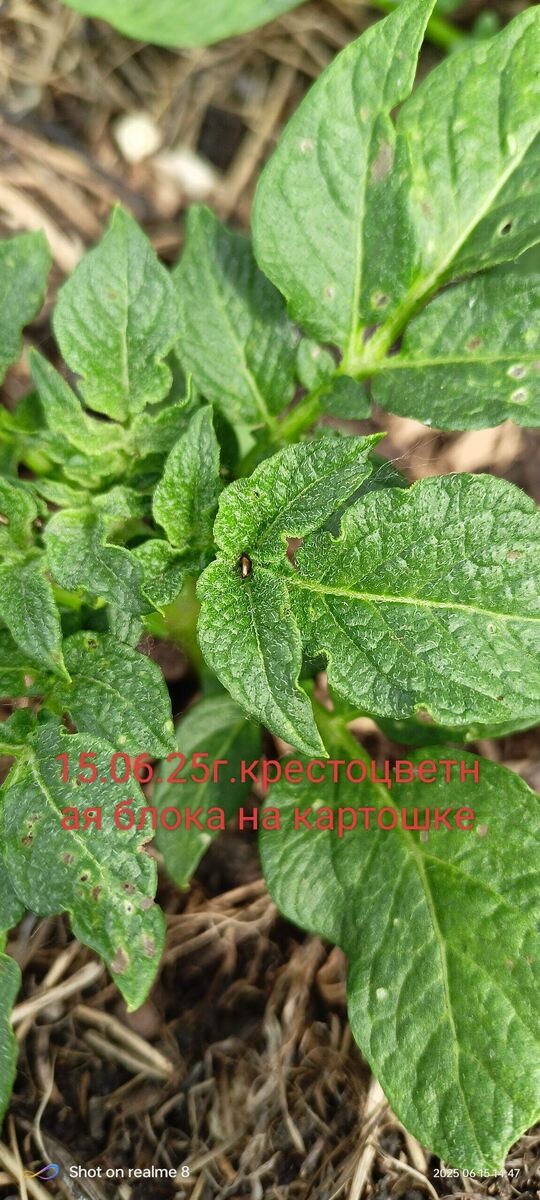 Фото моё,но я думала что это крестоцветная блошка🤦