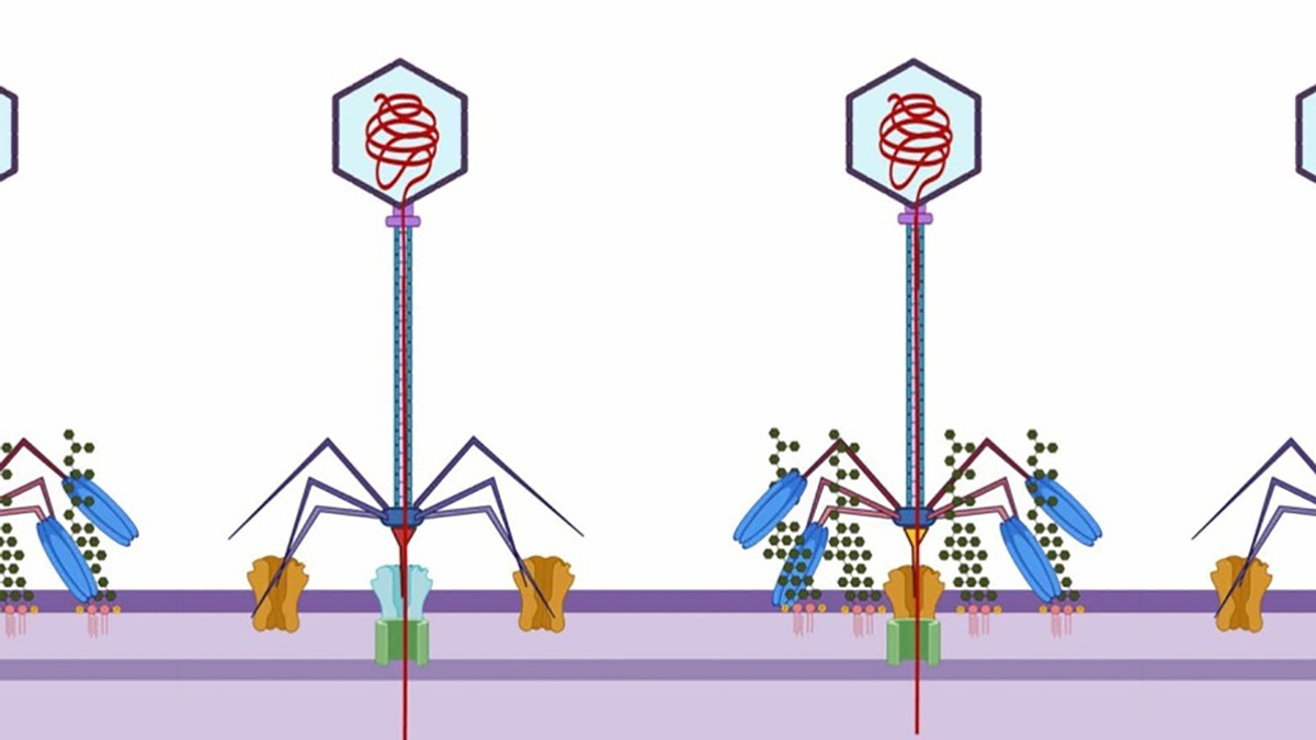 Matthieu Galtier et al. / Science Translational Medicine, 2026