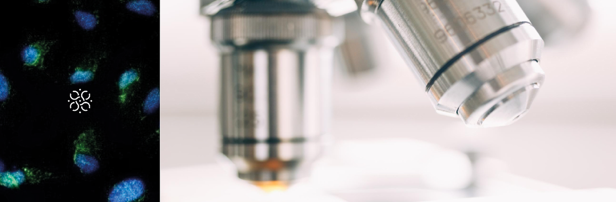 Исследования in vitro — лабораторные испытания вещества на клетках в пробирке для определения его свойств в заданных условиях.