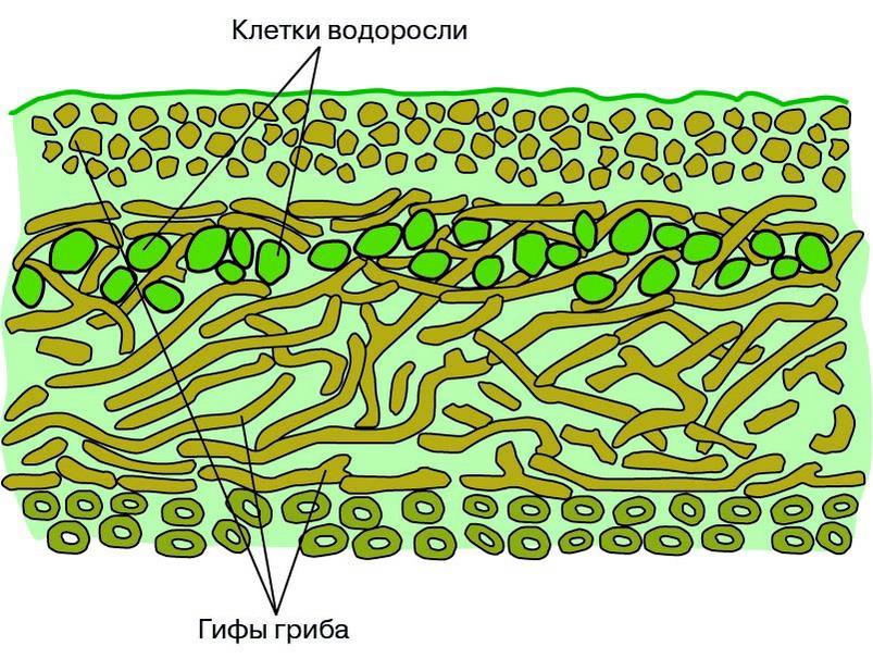 В слоевище гриба водоросли в процессе фотосинтеза создают органическое вещество, которым питаются нити грибницы. Грибница, в свою очередь, не только снабжает водоросль водой и минеральными солями, но и защищает её от высыхания. Такое взаимное существование грибов и водорослей помогает выживать лишайникам в суровых условиях - источник https://ebiology.ru/lishajniki/