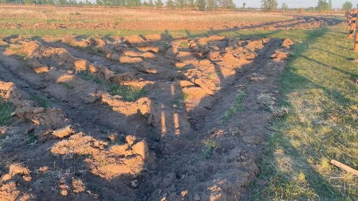 Отара овец разгромила памятный геоглиф в Хакасии спустя две недели после посадки. Обложка © Telegram / МВД по Республике Хакасия