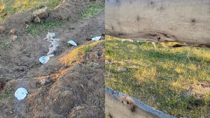 Отара овец разгромила памятный геоглиф в Хакасии спустя две недели после посадки. Фото © Telegram / МВД по Республике Хакасия