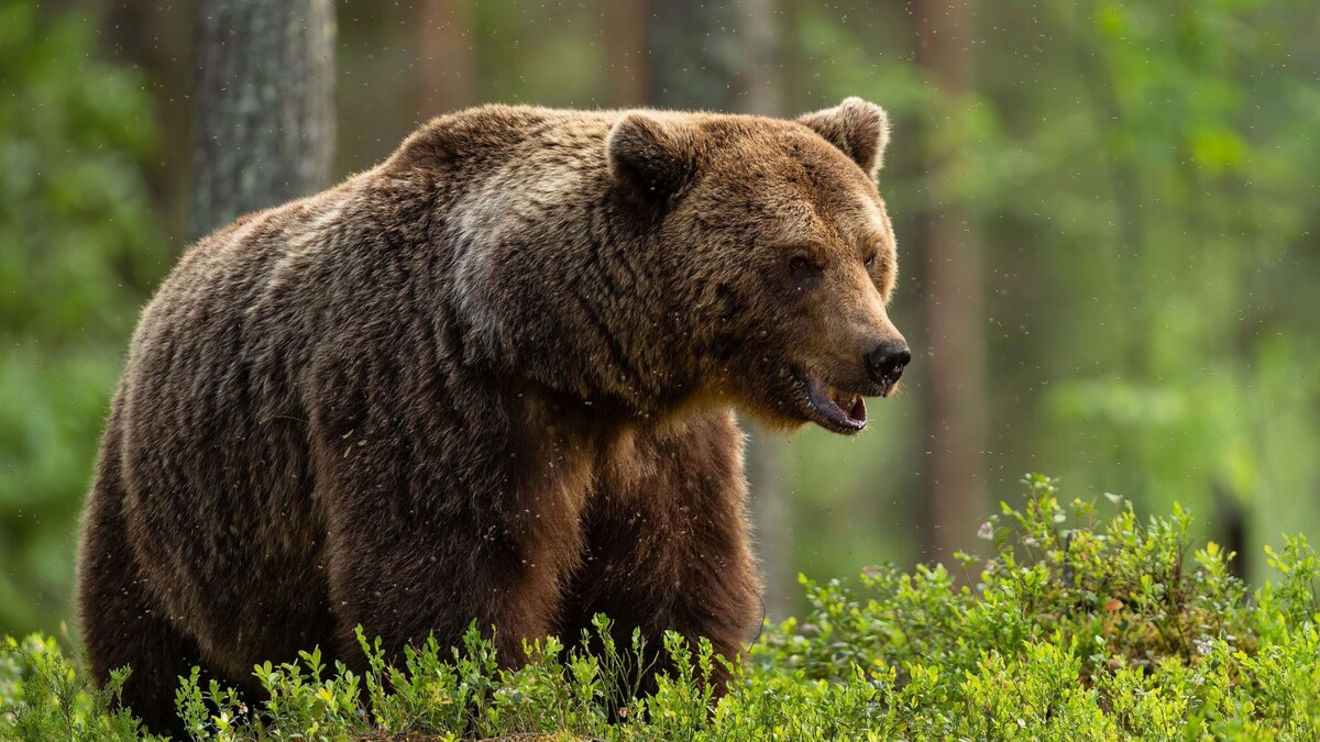    Фото: Erik Mandre/Shutterstock/Fotodom