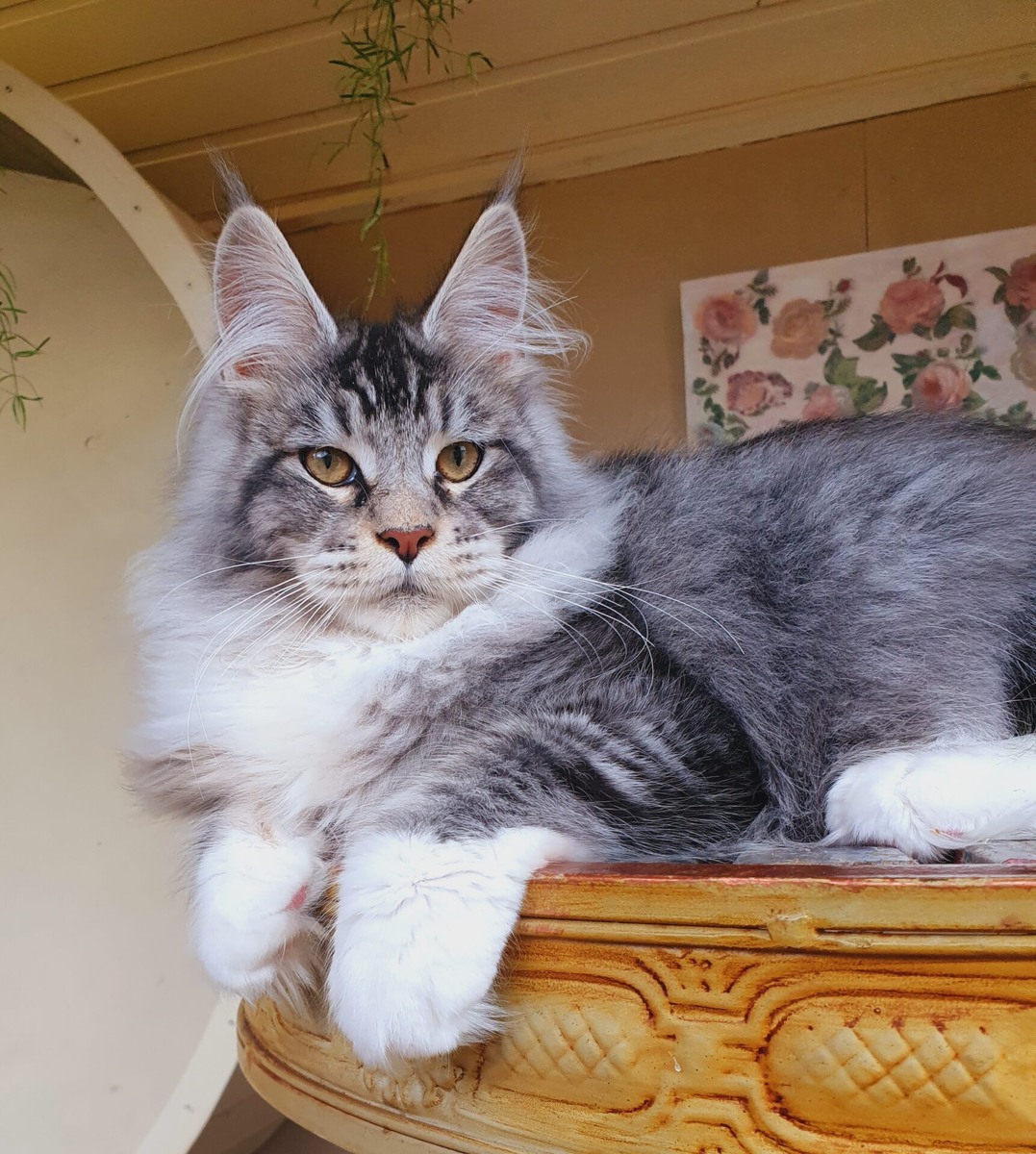 Кошка мейн-куна