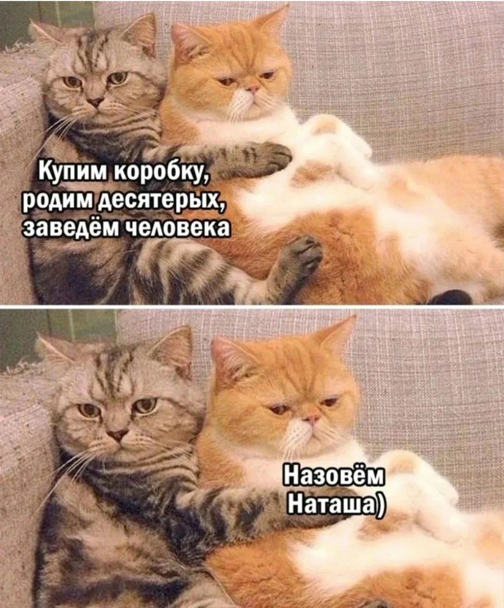 Котики,--взято из интернета с целью ознакомления. 