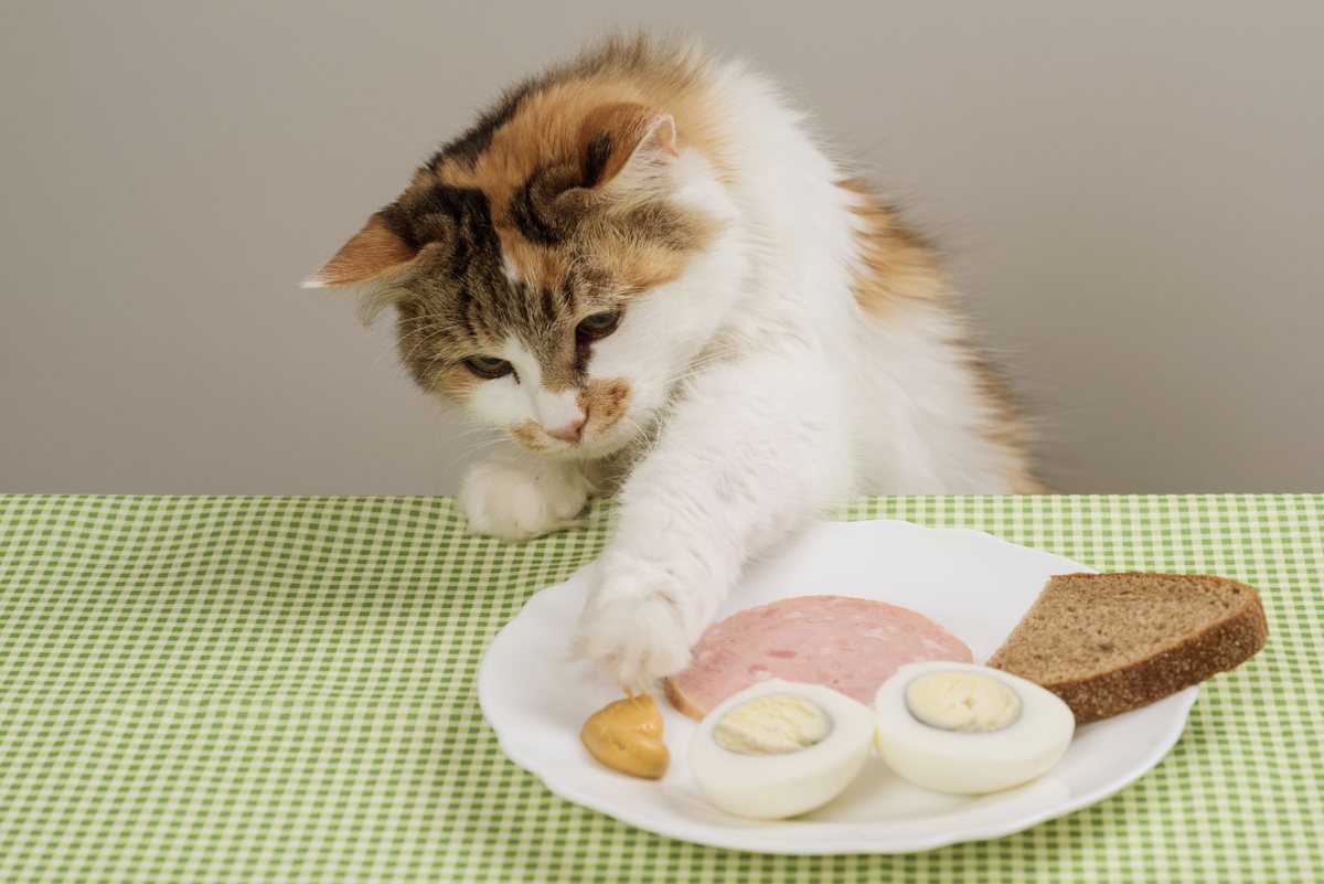    Эти продукты с человеческого стола медленно убивают кошек – но многие хозяева дают их питомцу каждый день