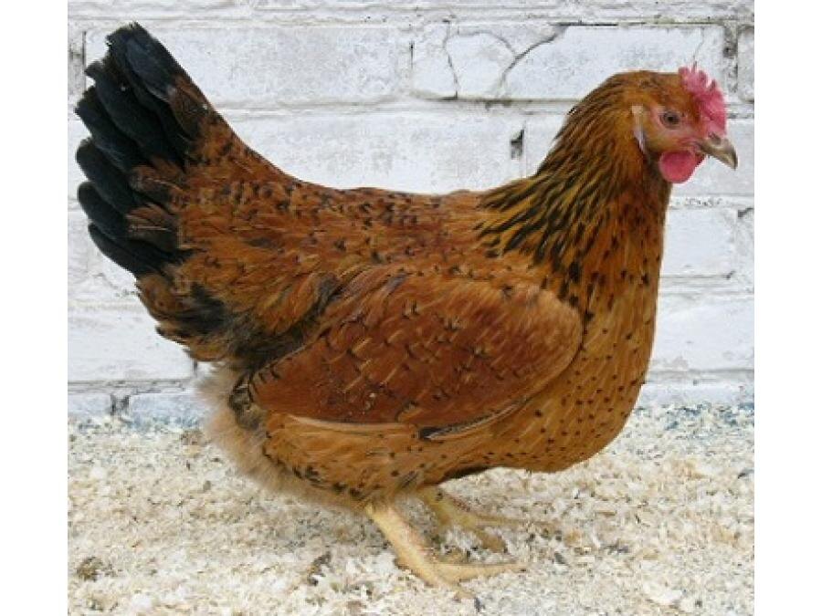 -2