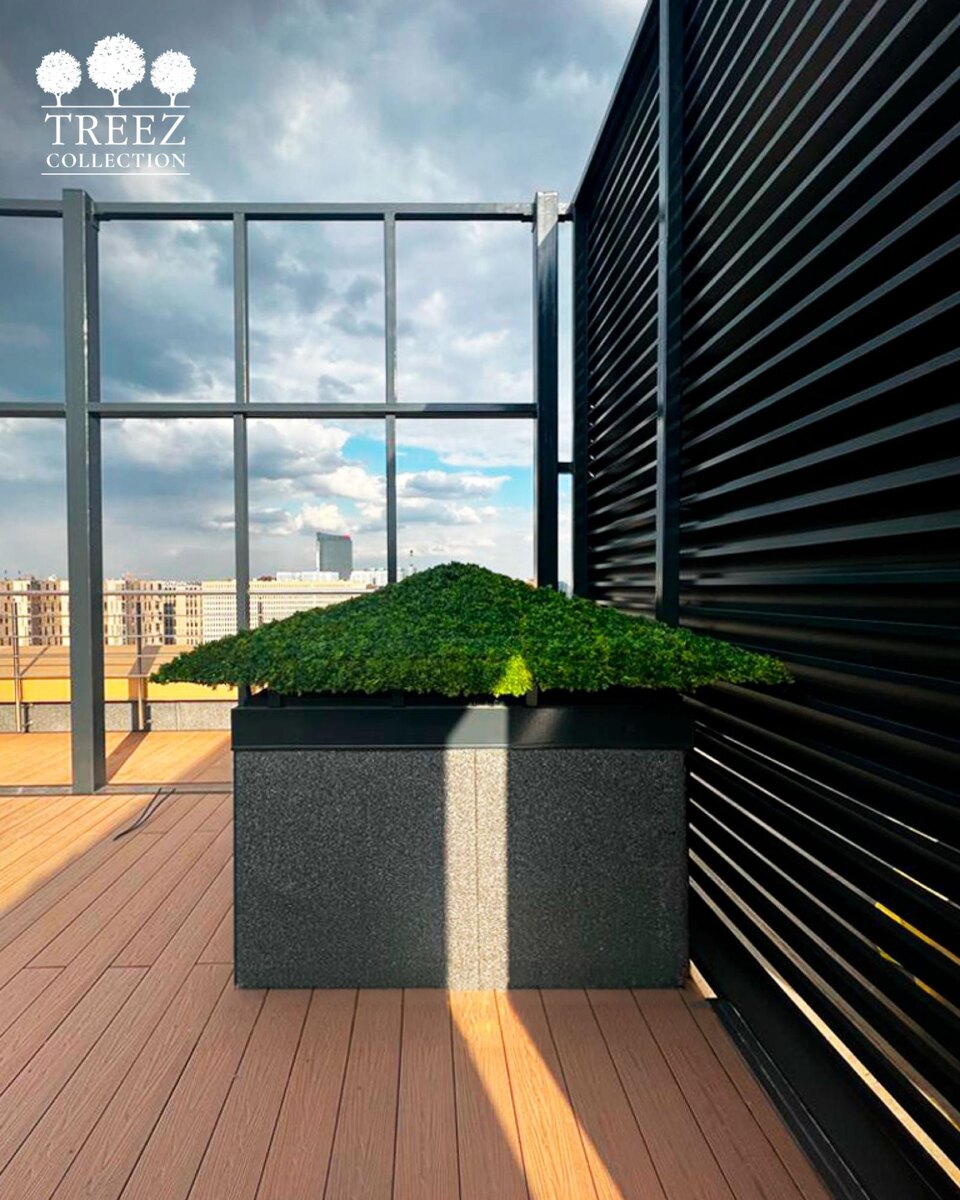Растения TREEZ Collection