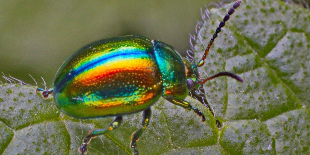 Листоед ясноточный, или листоед радужный (лат. Chrysolina fastuosa) Читать статью - Листоед ясноточный, или радужный жук: живая